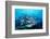 Humpback Snapper School (Lutjanus Gibbus) Indian Ocean-Reinhard Dirscherl-Framed Photographic Print