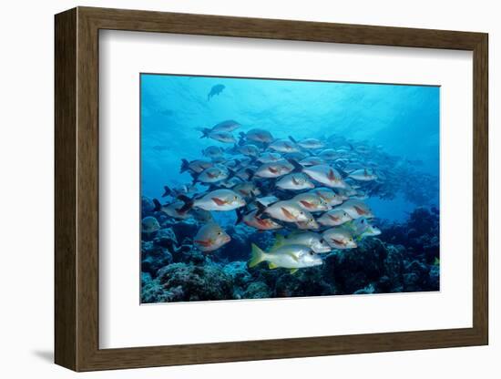 Humpback Snapper School (Lutjanus Gibbus) Indian Ocean-Reinhard Dirscherl-Framed Photographic Print