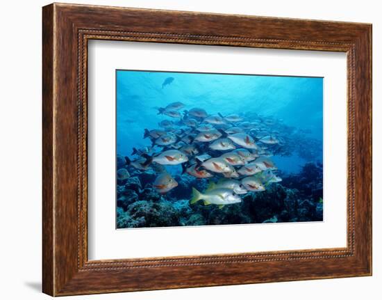 Humpback Snapper School (Lutjanus Gibbus) Indian Ocean-Reinhard Dirscherl-Framed Photographic Print