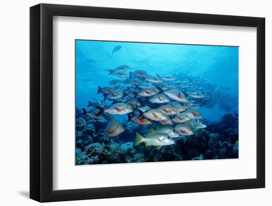 Humpback Snapper School (Lutjanus Gibbus) Indian Ocean-Reinhard Dirscherl-Framed Photographic Print