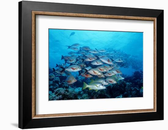 Humpback Snapper School (Lutjanus Gibbus) Indian Ocean-Reinhard Dirscherl-Framed Photographic Print