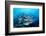 Humpback Snapper School (Lutjanus Gibbus) Indian Ocean-Reinhard Dirscherl-Framed Photographic Print