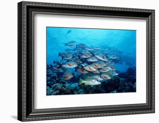 Humpback Snapper School (Lutjanus Gibbus) Indian Ocean-Reinhard Dirscherl-Framed Photographic Print