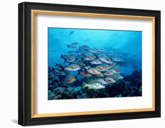 Humpback Snapper School (Lutjanus Gibbus) Indian Ocean-Reinhard Dirscherl-Framed Photographic Print