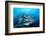 Humpback Snapper School (Lutjanus Gibbus) Indian Ocean-Reinhard Dirscherl-Framed Photographic Print