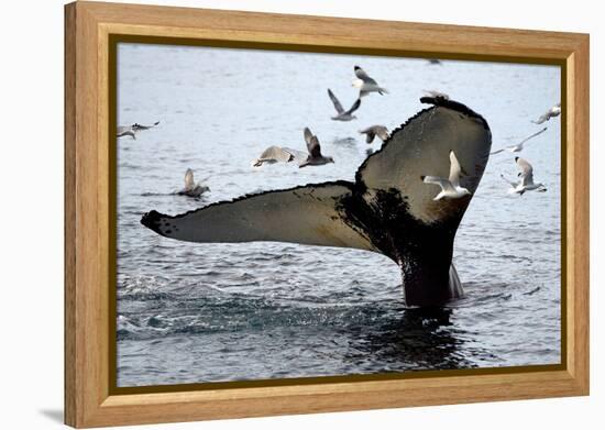 Humpback Thumbprint-Howard Ruby-Framed Premier Image Canvas