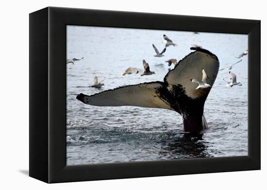 Humpback Thumbprint-Howard Ruby-Framed Premier Image Canvas