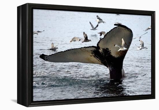 Humpback Thumbprint-Howard Ruby-Framed Premier Image Canvas