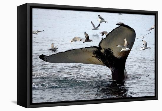 Humpback Thumbprint-Howard Ruby-Framed Premier Image Canvas