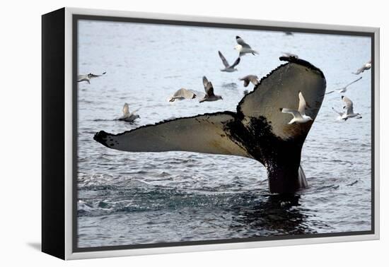 Humpback Thumbprint-Howard Ruby-Framed Premier Image Canvas