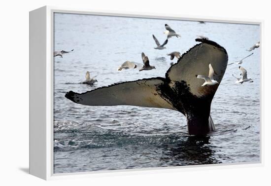 Humpback Thumbprint-Howard Ruby-Framed Premier Image Canvas