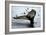 Humpback Thumbprint-Howard Ruby-Framed Photographic Print