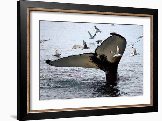 Humpback Thumbprint-Howard Ruby-Framed Photographic Print