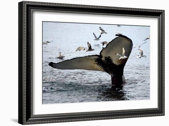 Humpback Thumbprint-Howard Ruby-Framed Photographic Print