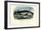 Humpback Whale, 1863-79-Raimundo Petraroja-Framed Premium Giclee Print