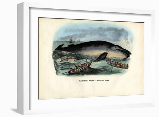 Humpback Whale, 1863-79-Raimundo Petraroja-Framed Premium Giclee Print