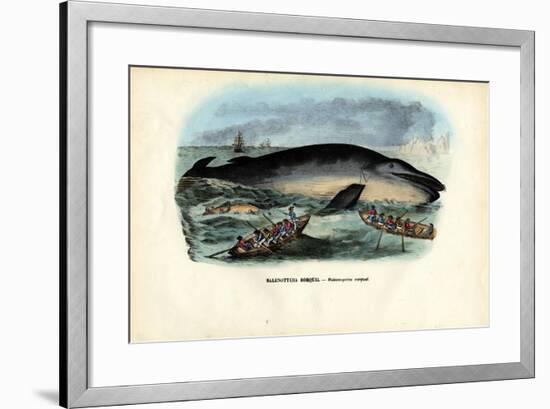Humpback Whale, 1863-79-Raimundo Petraroja-Framed Giclee Print