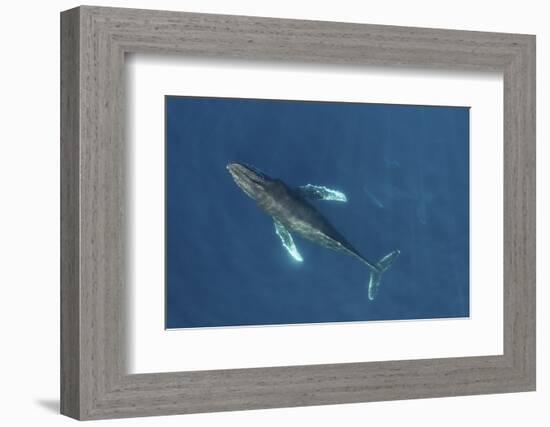 Humpback whale aerial view. Baja California, Mexico-Mark Carwardine-Framed Photographic Print