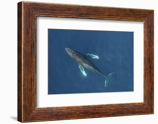 Humpback whale aerial view. Baja California, Mexico-Mark Carwardine-Framed Photographic Print