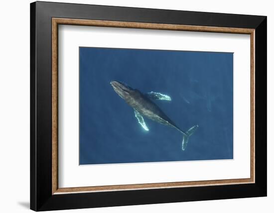 Humpback whale aerial view. Baja California, Mexico-Mark Carwardine-Framed Photographic Print