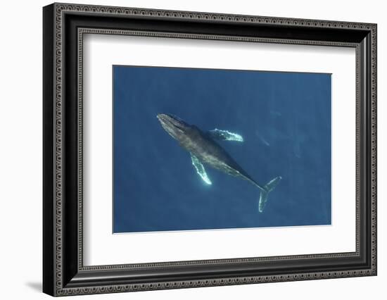 Humpback whale aerial view. Baja California, Mexico-Mark Carwardine-Framed Photographic Print