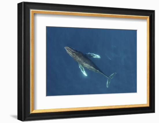 Humpback whale aerial view. Baja California, Mexico-Mark Carwardine-Framed Photographic Print