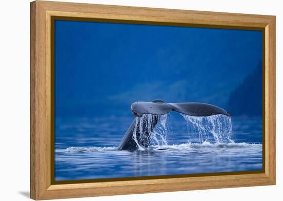 Humpback Whale, Alaska-null-Framed Premier Image Canvas