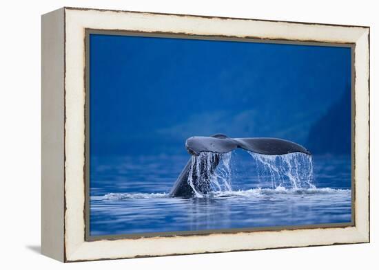 Humpback Whale, Alaska-null-Framed Premier Image Canvas