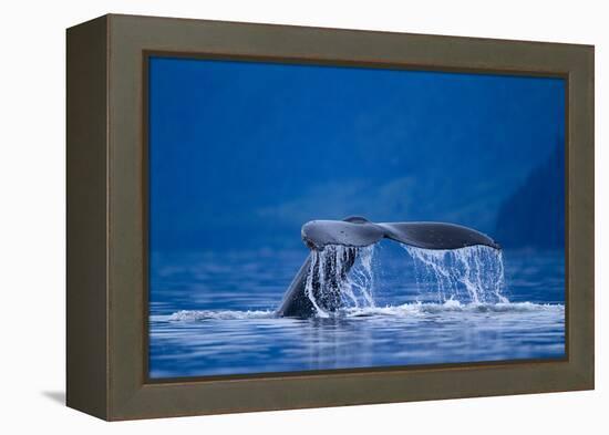 Humpback Whale, Alaska-null-Framed Premier Image Canvas