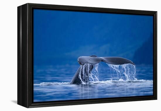 Humpback Whale, Alaska-null-Framed Premier Image Canvas