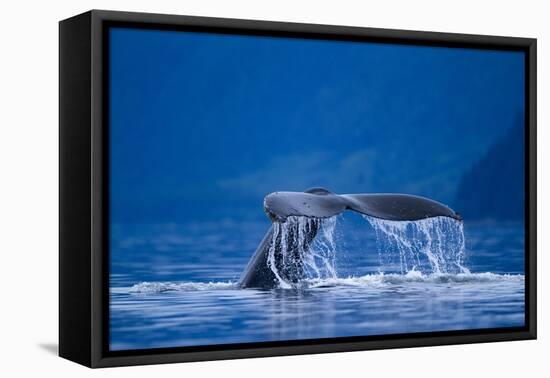 Humpback Whale, Alaska-null-Framed Premier Image Canvas