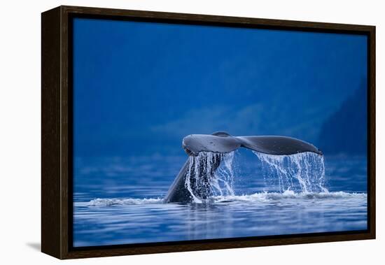 Humpback Whale, Alaska-null-Framed Premier Image Canvas