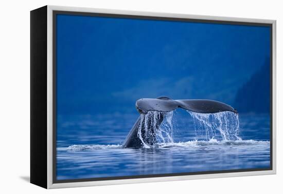 Humpback Whale, Alaska-null-Framed Premier Image Canvas