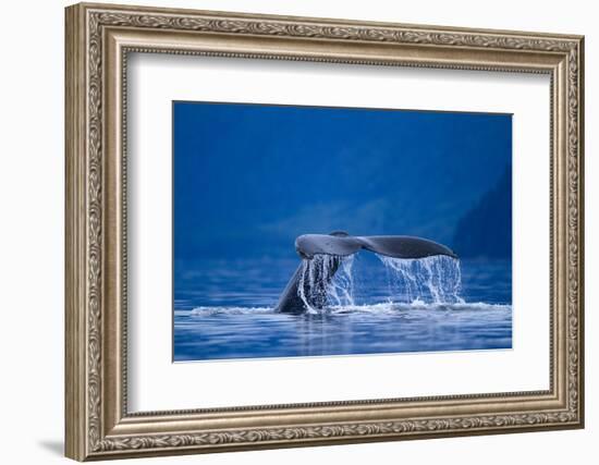 Humpback Whale, Alaska-null-Framed Photographic Print