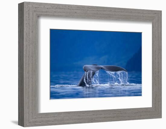 Humpback Whale, Alaska-null-Framed Photographic Print