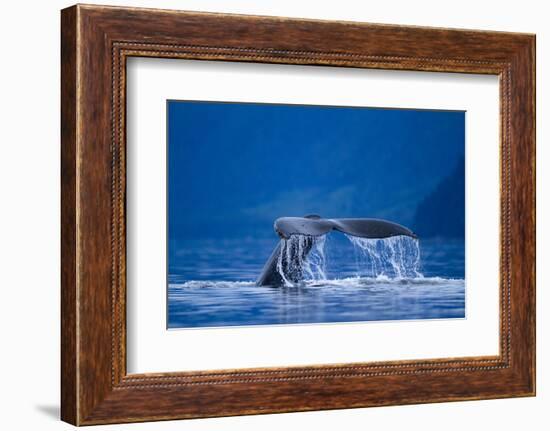 Humpback Whale, Alaska-null-Framed Photographic Print