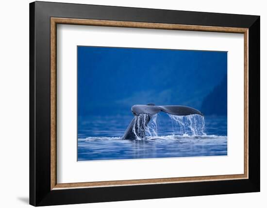 Humpback Whale, Alaska-null-Framed Photographic Print