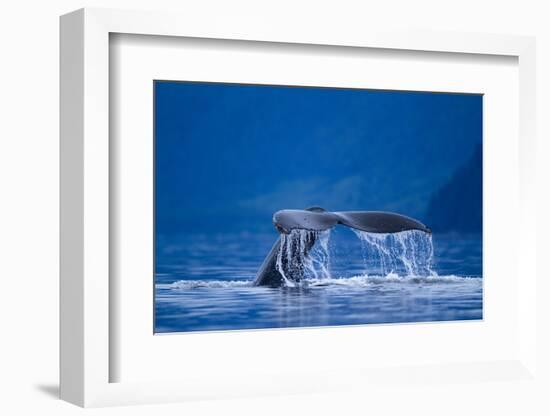 Humpback Whale, Alaska-null-Framed Photographic Print