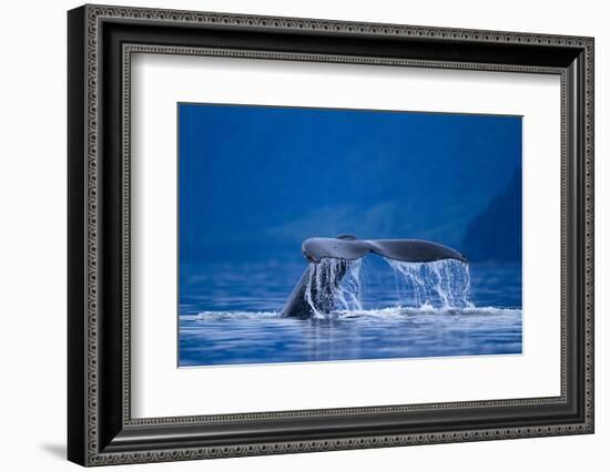 Humpback Whale, Alaska-null-Framed Photographic Print
