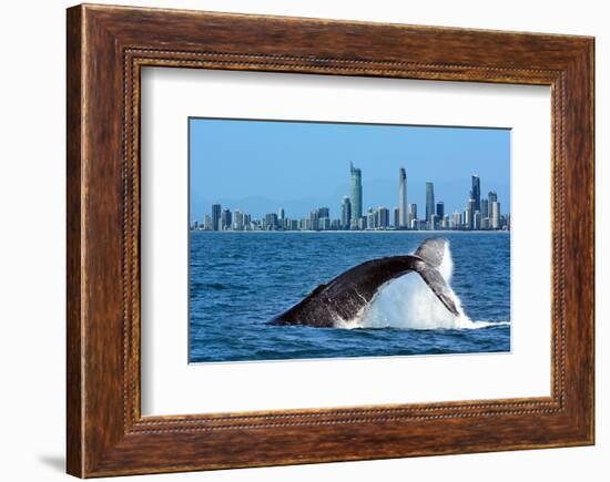 Humpback Whale at Gold Coast-null-Framed Premium Giclee Print