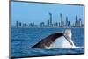 Humpback Whale at Gold Coast-null-Mounted Art Print