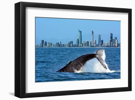 Humpback Whale at Gold Coast-null-Framed Art Print