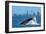 Humpback Whale at Gold Coast-null-Framed Art Print