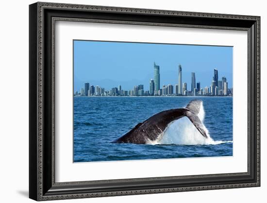 Humpback Whale at Gold Coast-null-Framed Art Print