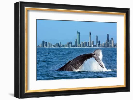 Humpback Whale at Gold Coast-null-Framed Art Print