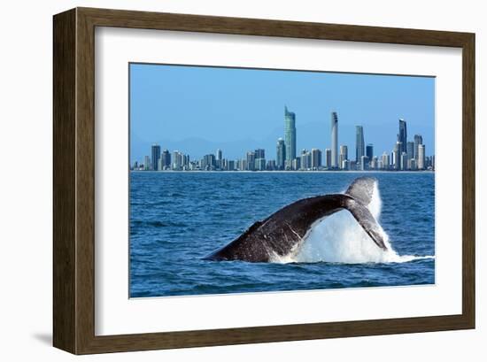 Humpback Whale at Gold Coast-null-Framed Art Print