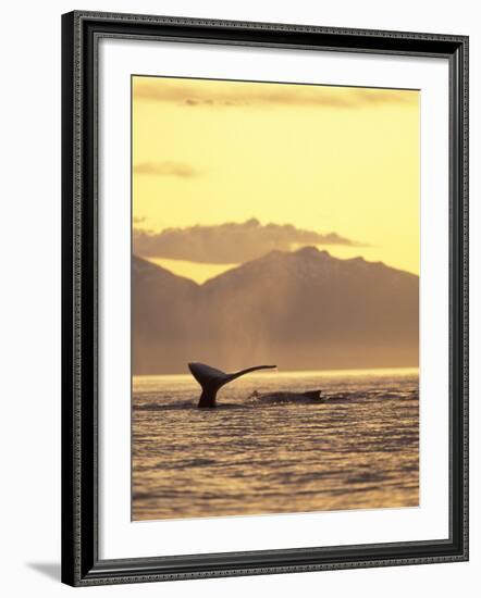 Humpback Whale at Sunset, Inside Passage, Alaska, USA-Stuart Westmoreland-Framed Photographic Print