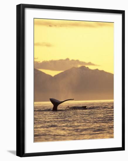 Humpback Whale at Sunset, Inside Passage, Alaska, USA-Stuart Westmoreland-Framed Photographic Print