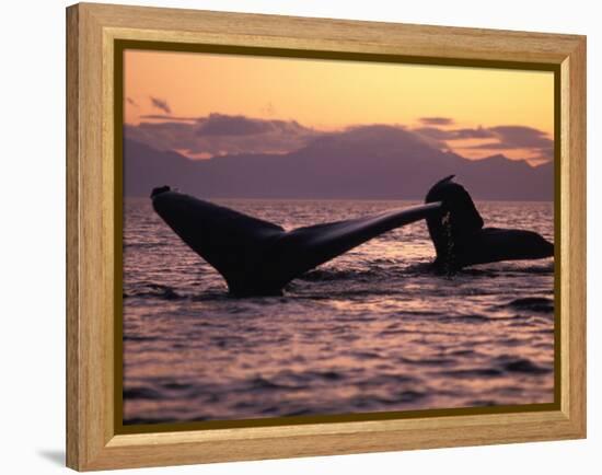 Humpback Whale at Sunset, Inside Passage, Alaska, USA-Stuart Westmoreland-Framed Premier Image Canvas