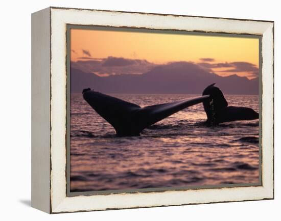 Humpback Whale at Sunset, Inside Passage, Alaska, USA-Stuart Westmoreland-Framed Premier Image Canvas